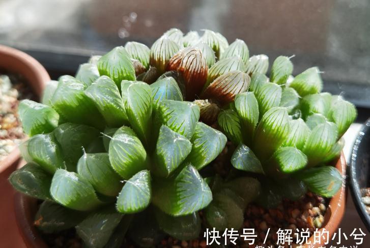 多肉繁殖方式一网打尽,学会后想怎么玩都行,1年之后还能变大户