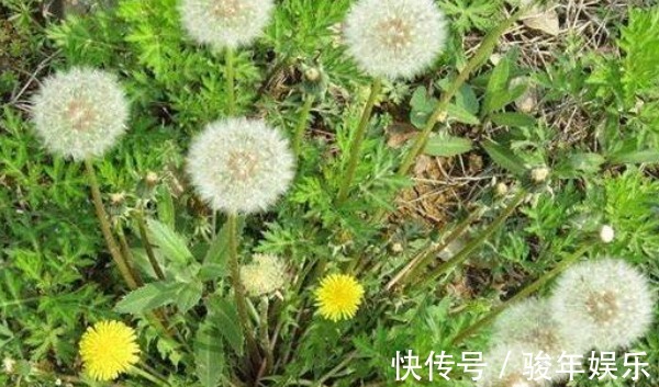 清热解毒|农村不用花钱的野菜，营养高能治病，老少皆宜，却被人们当杂草