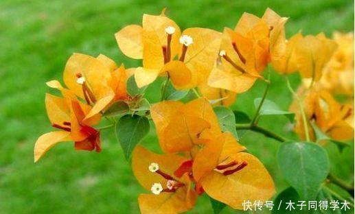 养护|适合居家养护的几款花卉,不闻不问,也能开花五彩缤纷