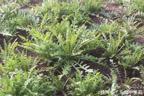 野菜|春季挖這幾種野菜好吃又養生