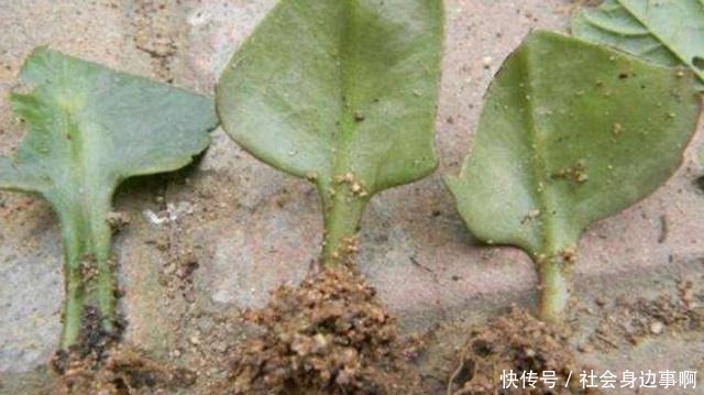 长寿花扦插有技巧,不生根是因为这一点你做错了!