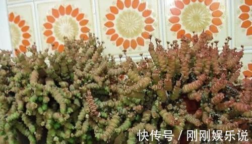 乙女|5种长相稀奇的多肉，养小花盆里照旧开花，可养很多年