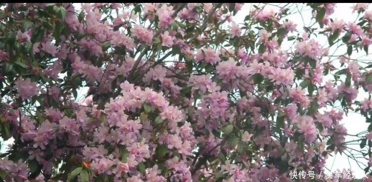 湖南怀化：这里近三百亩杜鹃花开了，绝美