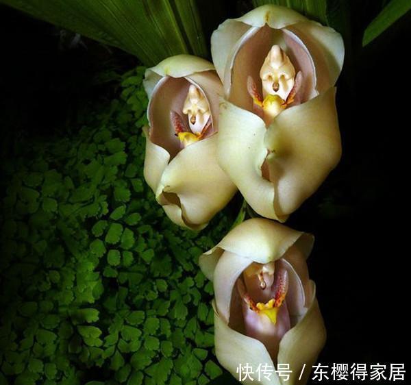 花儿|这些带着面孔的花儿,简直是花卉界的奇葩!奇花异草