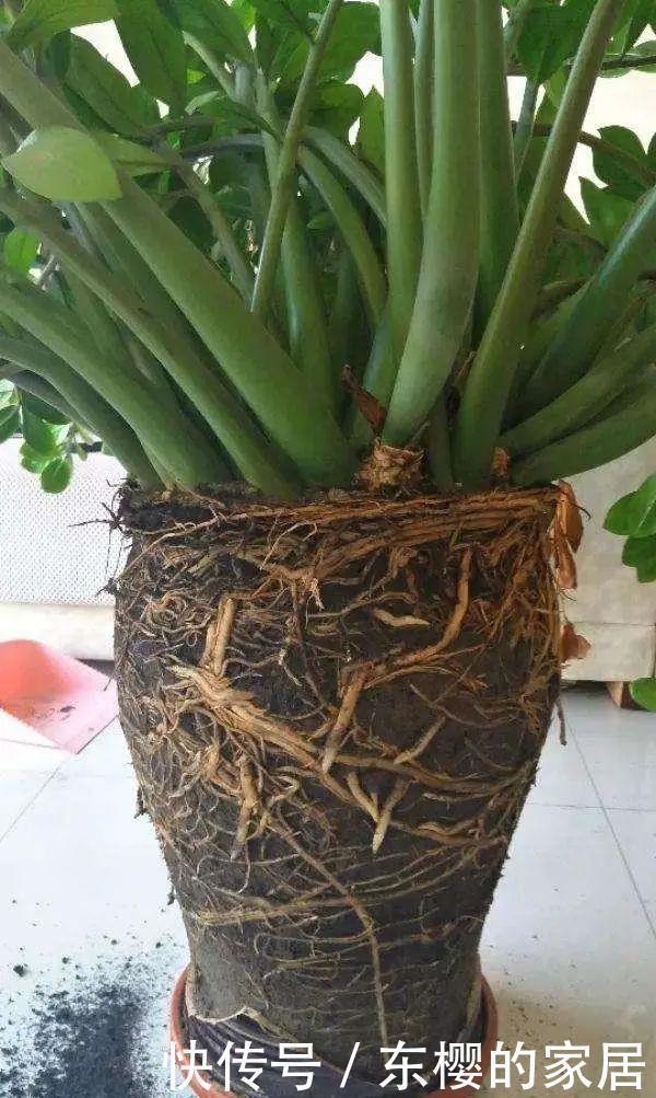 叶子|养金钱树做好两件事,一年“撑破盆”,新芽比老叶还多