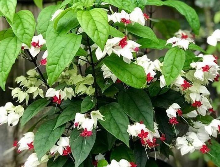 阳台养这几朵花,花期长,花色艳丽,开成花海,邻居都羡慕