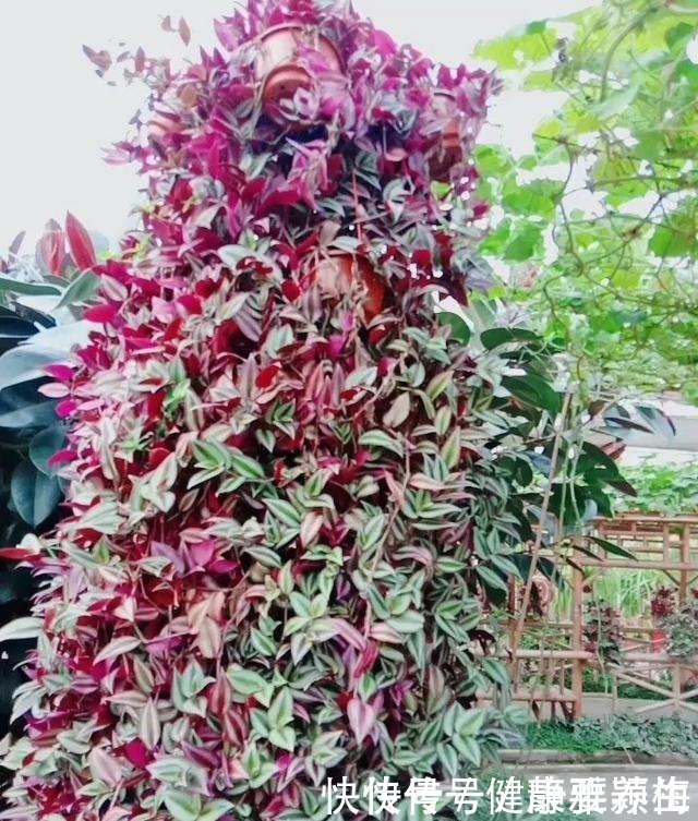 吊竹梅|别养绿萝了,这花比绿萝好看好养,邻居一口气养了20盆!