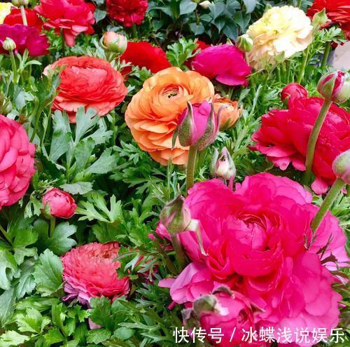 被名字耽误的8种花,好养好看开花惊艳,你最喜欢哪种?