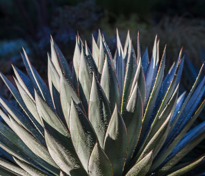 镇宅|“4种花”养家里,不仅能净化空气,还能旺财镇宅好