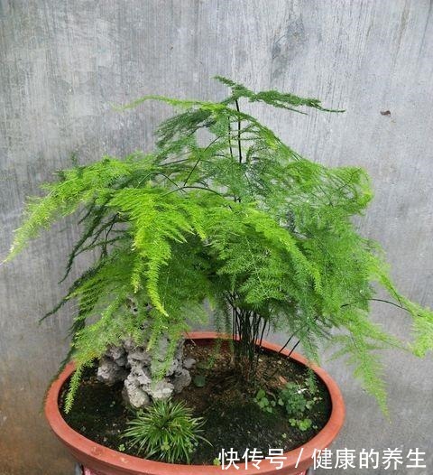 养文竹很简单，按照这个“步骤”走，越长越旺，枝繁叶茂绿油油！