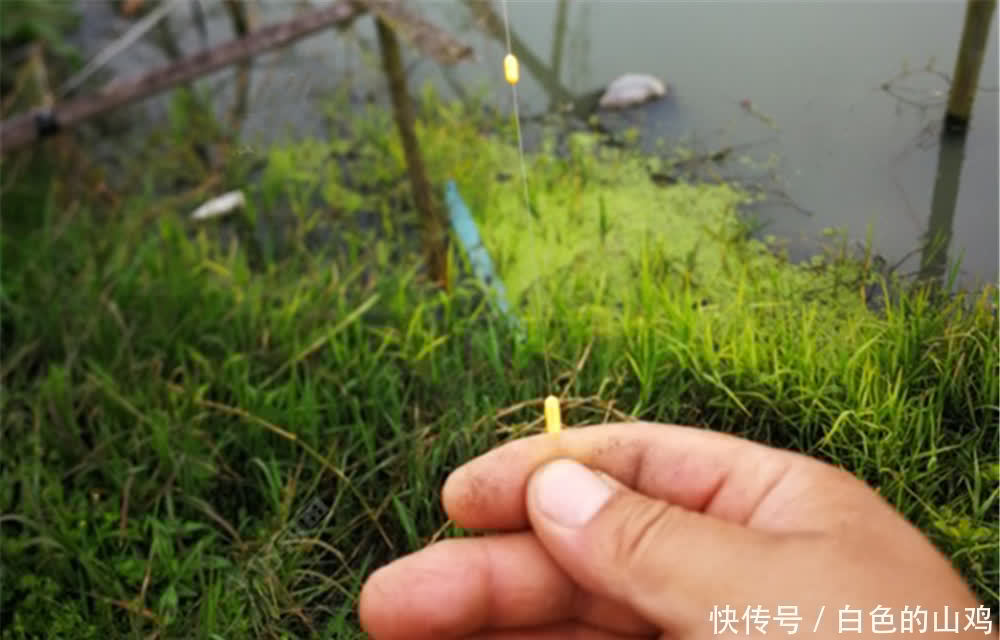 晚春初夏钓鲫鱼,要在小鱼群里搏大鱼,用这种钓法,一钓一个准!