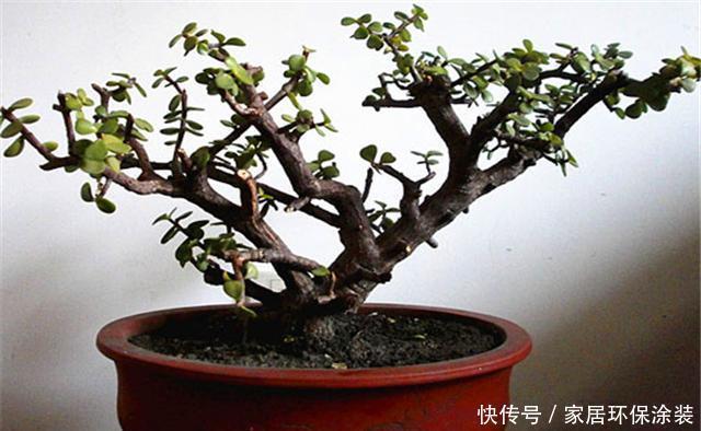 苍劲|金枝玉叶这样养,叶片翠绿玲珑,枝干苍劲古朴,一年养成盆景老桩