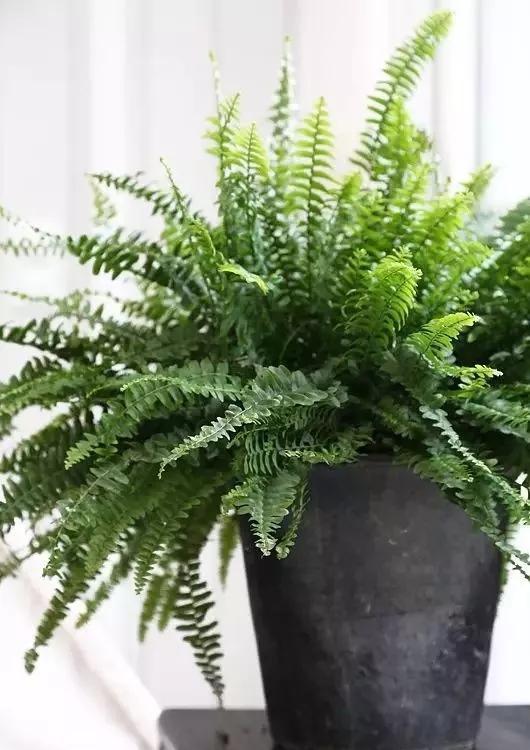 蕨菜类|不喜欢也要养的4种花，放在家中净化空气，吸附灰尘