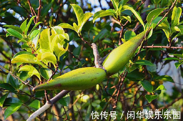 羊角拗|果实形似羊角,村里人遇见后却绕道走,这种植物有啥特别?