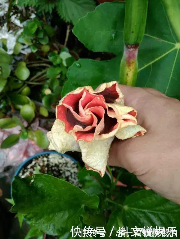 扶桑|1种花一开就是300多天,好养又漂亮,新手懒人都能养!