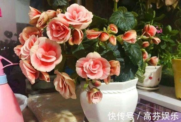 养护|养丽格海棠,做好这“4点”,叶子翠绿长势旺,花大色艳花量足!