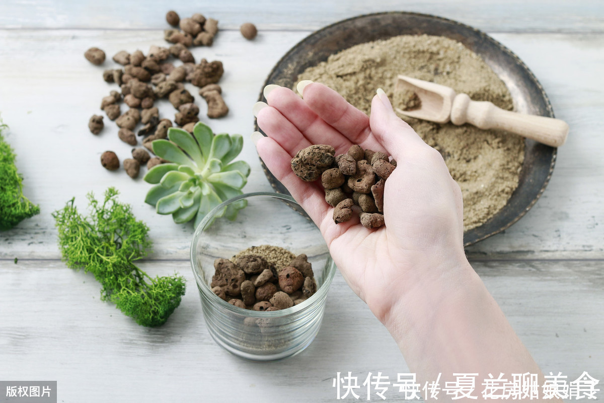 多肉植物怎么浇水?提供浇水七大知识点,让养殖多肉变得更加简单