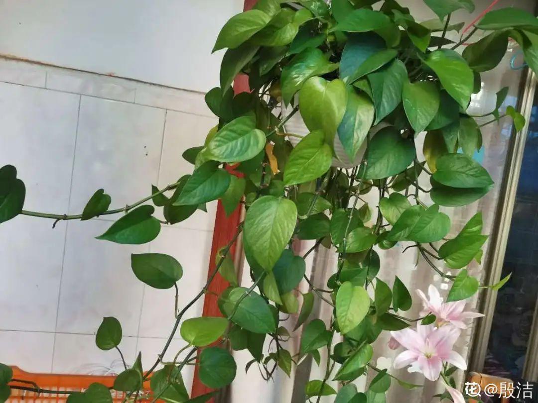 龟背竹是“吸废气”高手,家里放一盆,门窗紧闭也能空气清新!