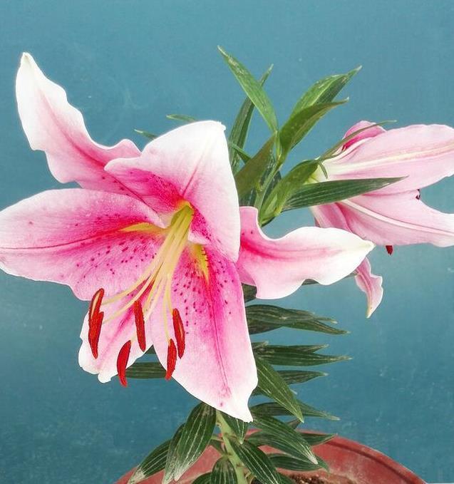 自带灵气的花,花开迎富贵,愿2021年心想事成