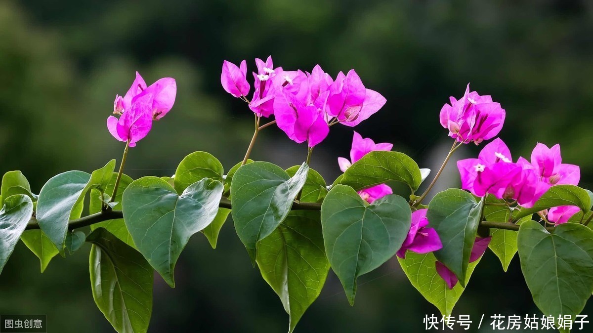 满枝|开花结果前，用啥花肥多不如它，养啥旺啥，花爆盆果子挂满枝