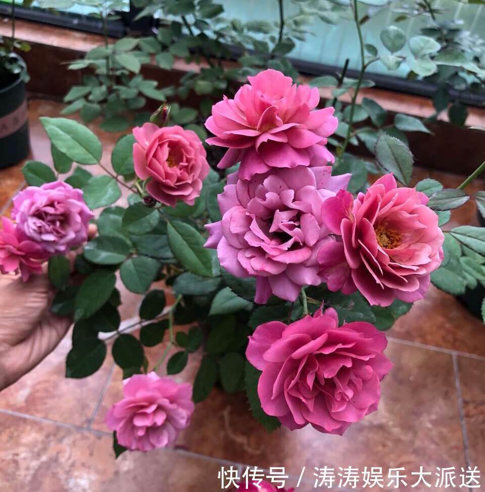 浇灌|2种促进植物开花的“万能肥”,花期前,浇水加一勺,蹭蹭冒花苞