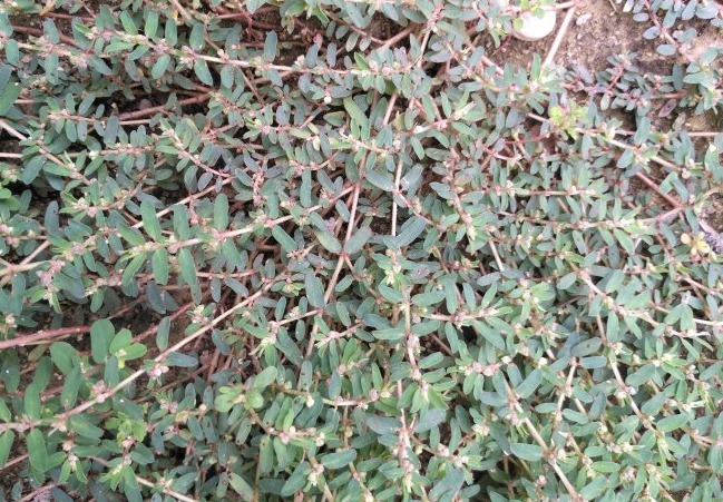 皮肤瘙痒|农村的一种“止痒神草”,专治蚊蝇叮咬,今天涂,明天好