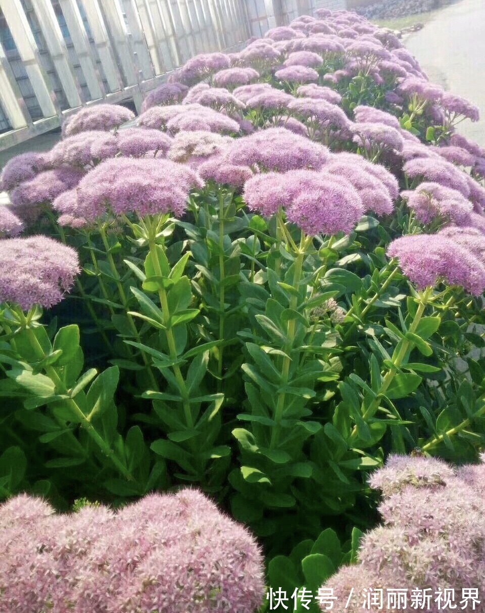 生物入侵|家庭养6种花“要当心”,容易出现“生物入侵”,天天起来要清理