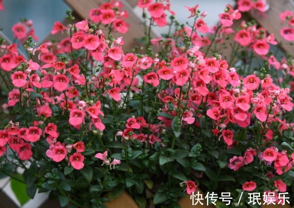 家里阳台不如养这些花卉,开花200天,一年四季又花赏,绚丽多姿