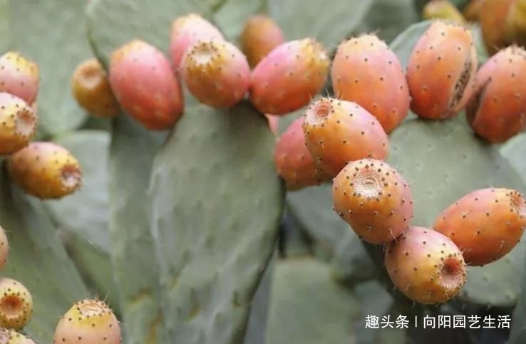 50年的仙人掌,长成了“老古董”,霸气侧漏,年年开花结果子