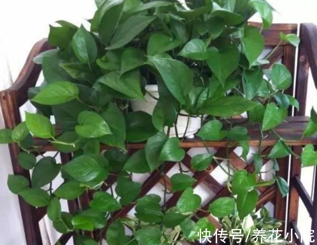 秋天养绿萝,别只顾浇水,多做2件事,枝叶长得更繁茂