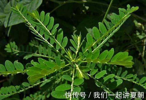 野菜|感冒咳嗽老不好,不要不停吃药,不妨试试此野菜,化痰止咳润肺