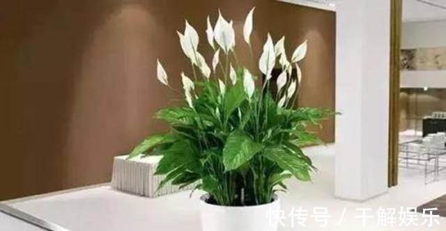 这些花最讨厌太阳,越阴凉越爆盆,还能开满花!