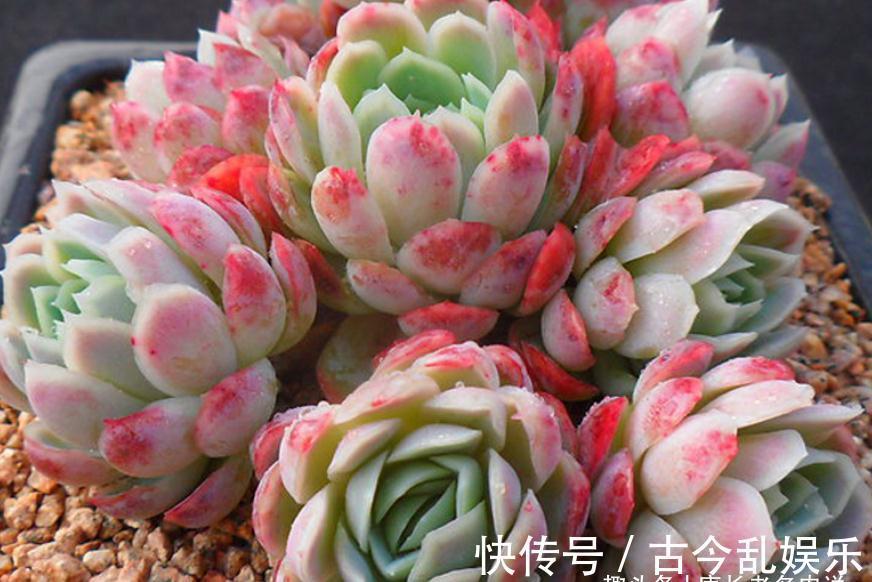 多肉冰梅最适合露养，快让它去室外沐浴日光，等冬天美得不可方物