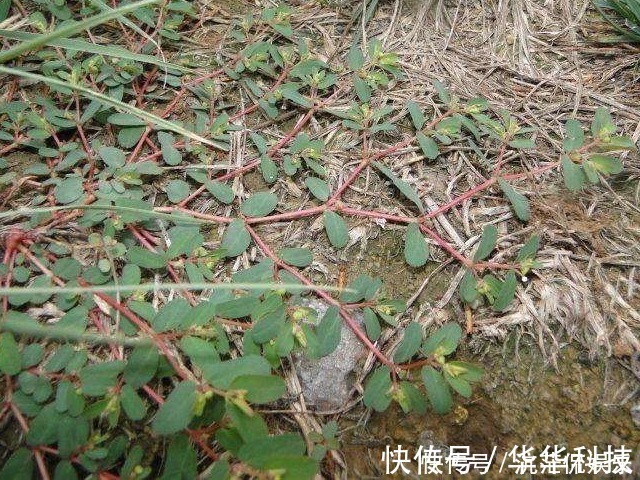 神药|农村墙角一野草，又叫“血见愁”，是一味“止血神药”，你认识吗