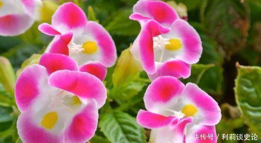阳台上|4种漂亮花,好养易活能爆盆,招财纳福好运来,日子越过越红火