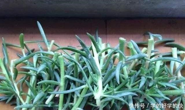 悄悄告诉你，此5种花，掐个叶就生根，懒人都能养开花！