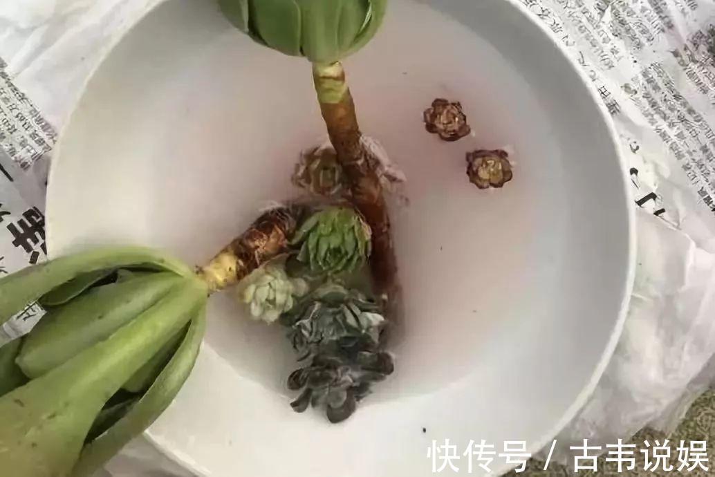 别人扔的多肉,他非要捡,最后照样也能养爆盆!