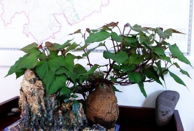 玻璃杯|5种蔬菜吃完根别扔,丢水里就疯长,7天养成花,比绿萝还要美