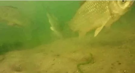 冬季野钓只会钓草边?其实这些地方比草边更“藏”鱼,老钓友都在偷偷爆护!