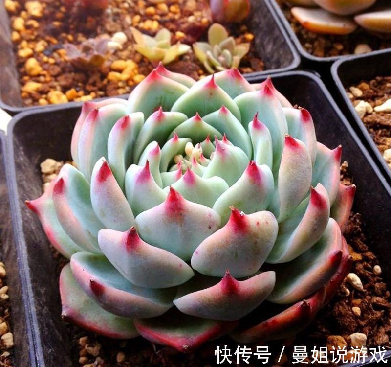 多肉总烂根化水,试试三个小技巧,一个秋天就能爆出一大盆