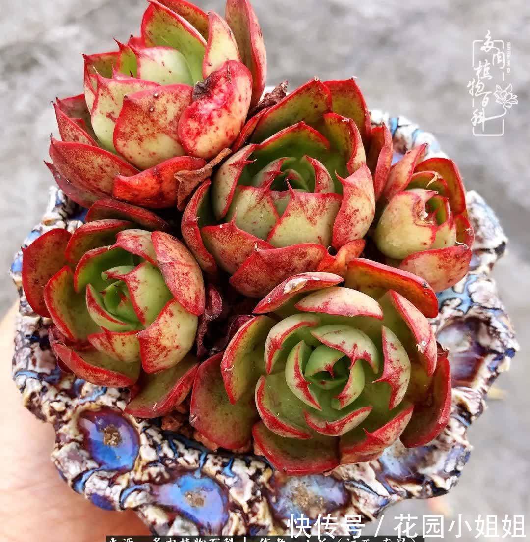 我的多肉宝宝美图，愿能给大家带来一丝轻松与愉悦！