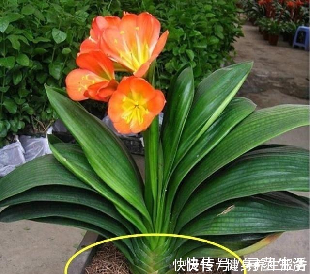 叶肥|君子兰是个“小馋猫”,给它吃这“3种料”,芽多叶肥,迅速爆盆!