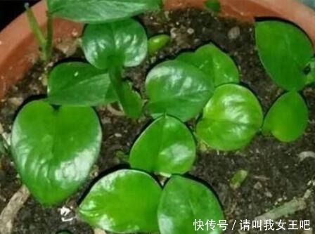 养这4种花，春天一定要“理发”，才会越长越旺，看看你家有吗！