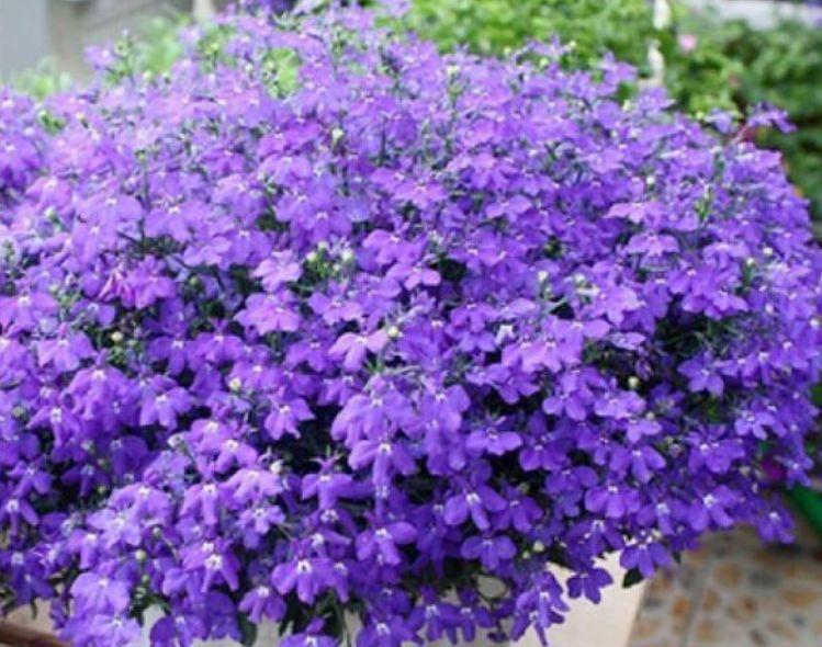 四种花常年开花易爆盆,被称为花卉界的劳模,养在哪里都爆盆