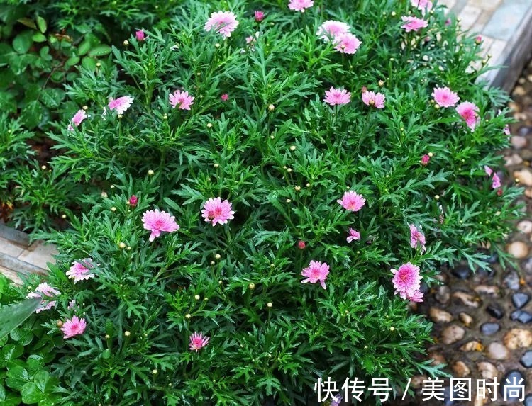 薇月|四年前,接手了朋友带120㎡院子的房子,打造成花园后朋友羡慕了