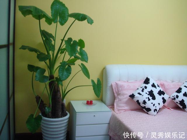 种花|家里养花“别瞎买”,5种花是“有毒”的,对大人小孩都不好