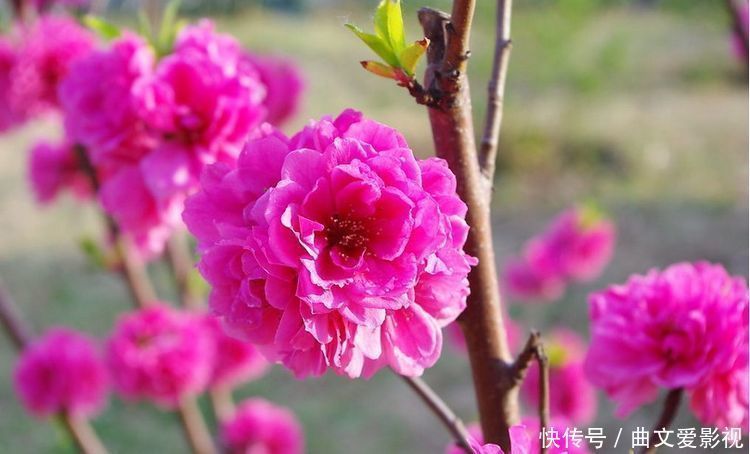 榆叶梅|家里阳台必养此款花卉，365天开花不断，花团锦簇，比牡丹还美