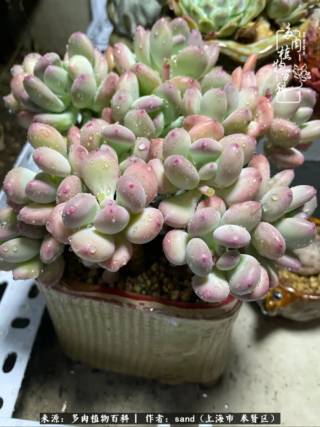 带着200多盆多肉，三个月搬两次家，是一种怎样的体验