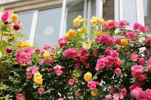 圆滚滚的绣球,瀑布般的花墙,这届花友也太会种花了吧