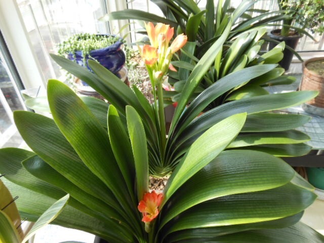 张大爷养花,一年四季用“2种水”浇花,土壤疏松肥沃、养啥都旺